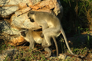 Image showing Monkey