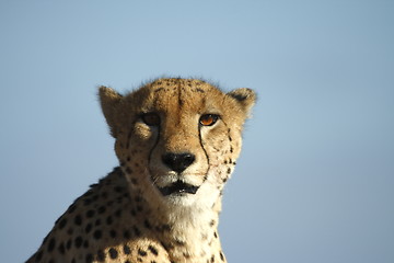 Image showing Cheetah