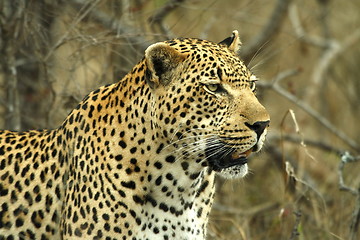 Image showing Leopard