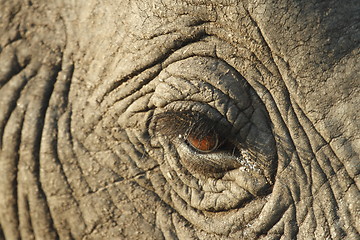 Image showing Elephant