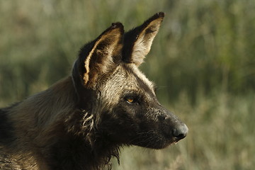 Image showing Wilddog