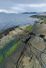 Image showing green algae growth on rocks by the sea