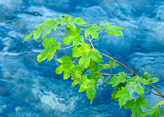 Image showing green leaves over blue water in river