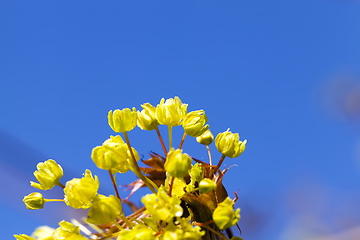 Image showing beautiful maple tree