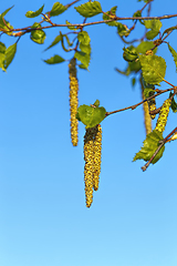 Image showing birch tree