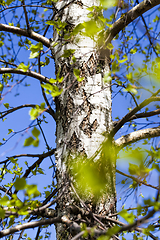 Image showing the first green foliage