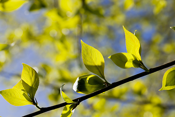 Image showing the first young leaves on trees