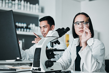 Image showing Scientist, woman and analysis of cannabis in laboratory for science study, marijuana review or medical research. Cbd, person and weed bud check for scientific experiment with microscope and focus