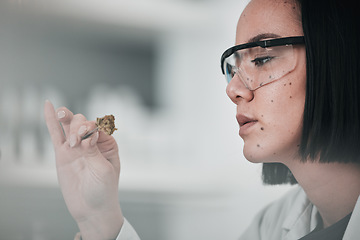 Image showing Science, sample and Asian woman in laboratory for plant analysis, medical research and study. Horticulture, cannabis and scientist with marijuana for testing, innovation and medicine development