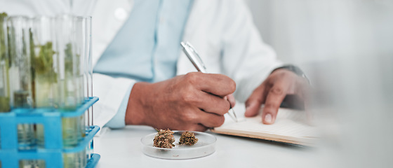 Image showing Science, cannabis research and man writing notes in laboratory, cbd and marijuana for medical innovation. Weed, lab analytics and 420, scientist with pharmaceutical study in plants and agriculture.