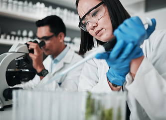 Image showing Science, research and woman with pipette in test tube at biotech laboratory, leaf solution or medical innovation. Healthcare, lab analytics and medicine, scientist team in pharmaceutical plants study