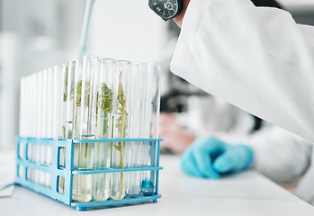 Image showing Science, research and test tube with leaves in biotech laboratory, vaccine solution or medical innovation. Healthcare, lab analytics and medicine, scientist with pipette in pharmaceutical plant study