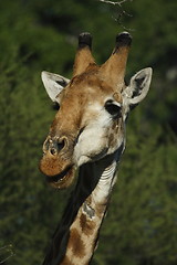 Image showing Giraffe