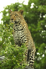 Image showing Leopard