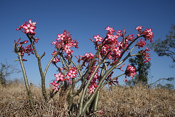 Image showing impala lilly