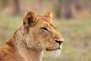 Image showing Lioness