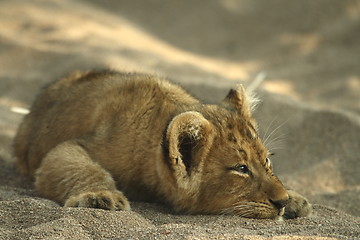 Image showing Lion Cub