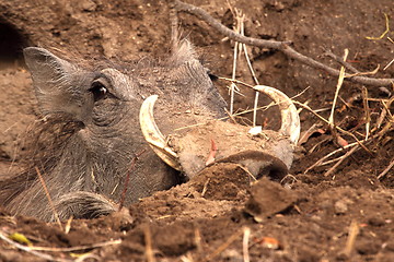 Image showing Warthog