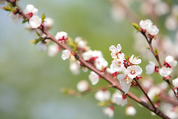 Image showing blossom of an apple tree