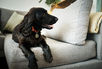 Image showing Relax, loyalty and a dog on a sofa in the living room of their home as a domestic pet or companion. Couch, lounge and a cute cocker spaniel waiting in a house with trust while lying on furniture