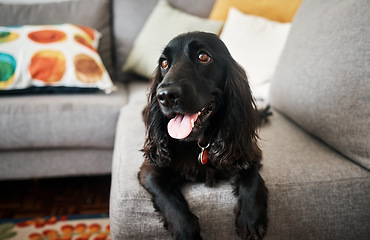 Image showing Relax, cute and a dog on a sofa in the living room of their home as a domestic pet or companion. Couch, lounge and a loyal cocker spaniel waiting in a house with trust while lying on furniture