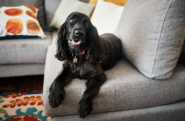Image showing Relax, loyalty and a pet dog on a sofa in the lounge of a home as a domestic pet or companion. Couch, living room and a cute cocker spaniel waiting in a house with trust while lying on furniture