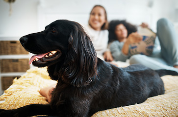 Image showing Dog, bed and lesbian couple in home, morning and relax together in house. Pet, bedroom and gay women with animal sitting, bonding and having fun in healthy relationship, lgbtq connection and care