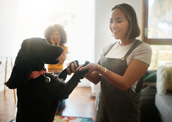 Image showing Happy, dance and woman with dog in home, living room and teaching or learning a trick in development or growth in apartment. Training, pet and people in house with cocker spaniel, animal or bonding
