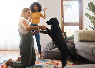 Image showing Teaching, trick and woman with a dog in home, living room and celebration of learning, development or growth in apartment. Training, pet and people in house with cocker spaniel, animal or dancing