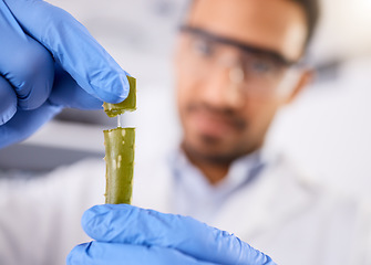 Image showing Blur, scientist or hands with plant for research, test and innovation for agriculture study with leaf. Science, lab closeup or expert with aloe vera for natural herbal medicine, pharma or education