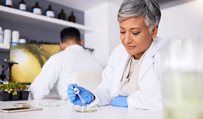 Image showing Science, research and sample with a senior woman in a lab for innovation or medical breakthrough. Medical, healthcare and scientist in a laboratory for medicine. health or pharmaceutical engineering