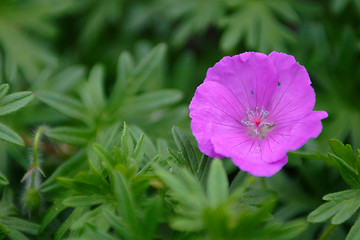 Image showing hot pink flower