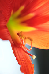 Image showing bright red lily