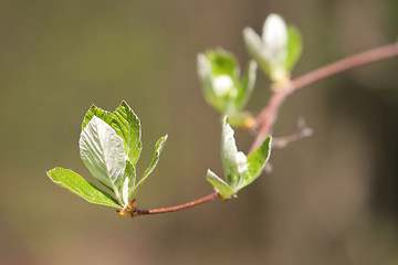 Image showing blossom sprout