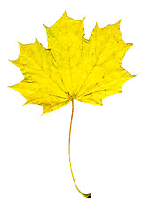 Image showing autumn leaf of the maple