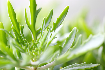 Image showing Green Plant in Home Hothouse