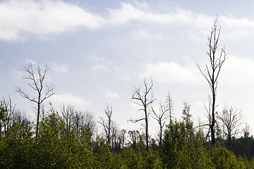 Image showing real nature with trees