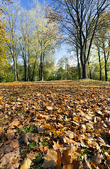 Image showing foliage in the autumn season