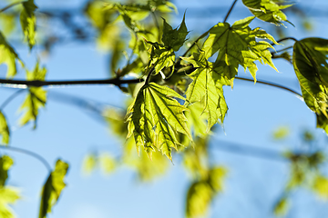 Image showing beautiful maple