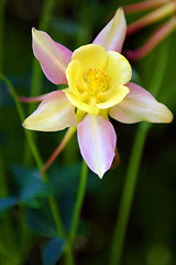 Image showing Flowers, Yellow-Rose