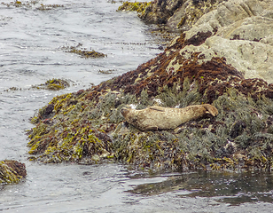 Image showing seal in California