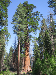 Image showing Sequoia National Park