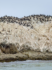 Image showing Bird Rock in California