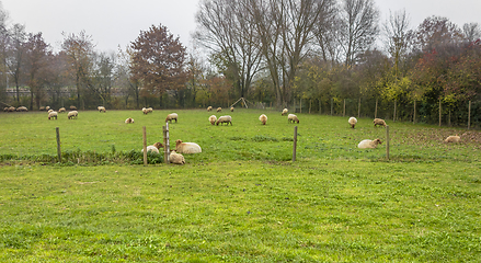 Image showing flock of sheep