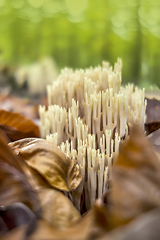 Image showing coral fungi closeup