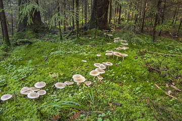 Image showing fairy ring in a forest