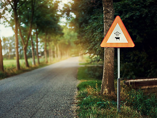 Image showing Alien, spaceship sign and road in forest for UFO warning, science fiction and space abduction. Area 51, travel and signage for extraterrestrial caution in countryside, nature and street in woods