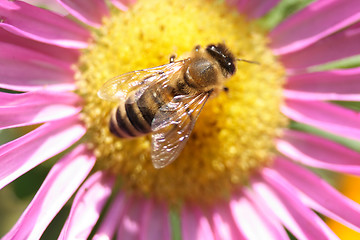 Image showing bee