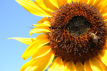 Image showing sunflower