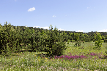 Image showing trees covered with green foliage